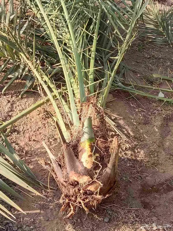 يوجد غرايس نخل بياض نجران كفو 10