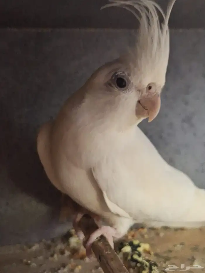 ابغا اي نوع طير للتبني 3