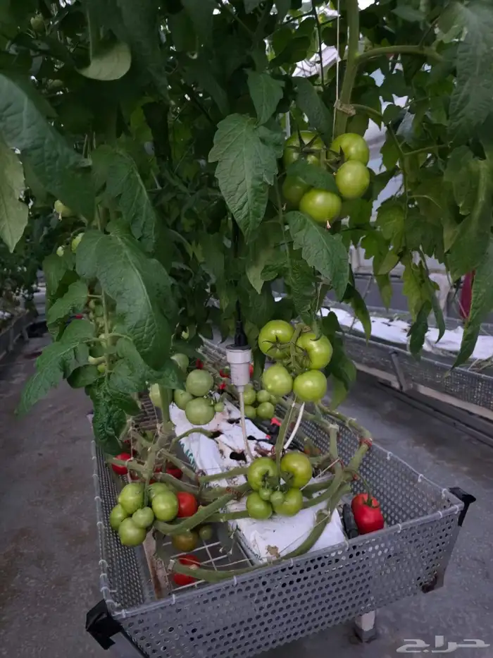 تنفيذ جميع أعمال الزراعة المائية 9