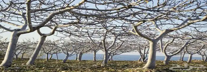 لوحة جدارية مضيئة 4