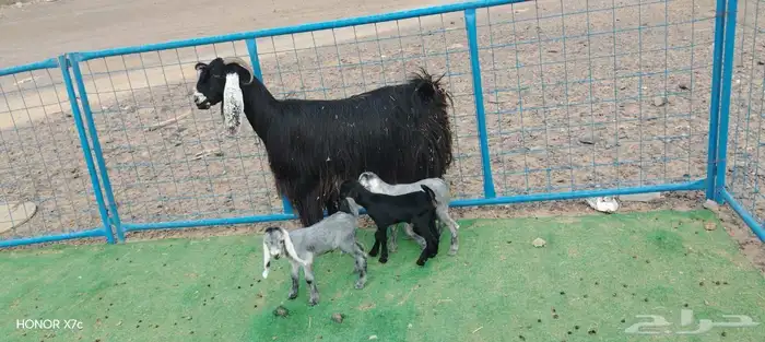 عنز عارضيه يتبعها 3 جفار 3