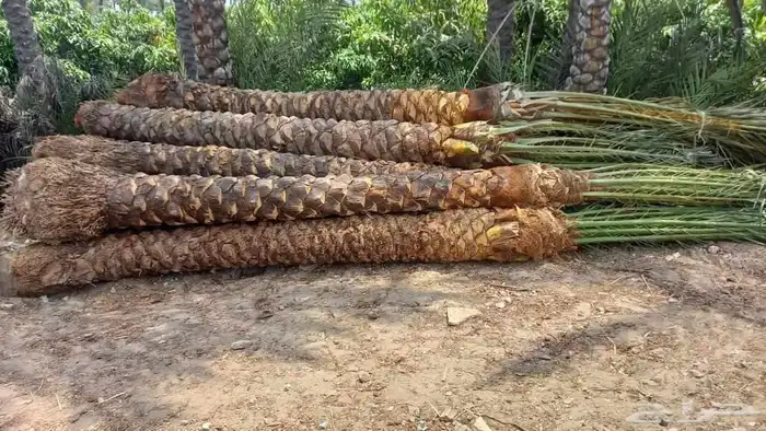 مقاول توريدنخيل عربي وواشنطني وأشجار زيتون 7
