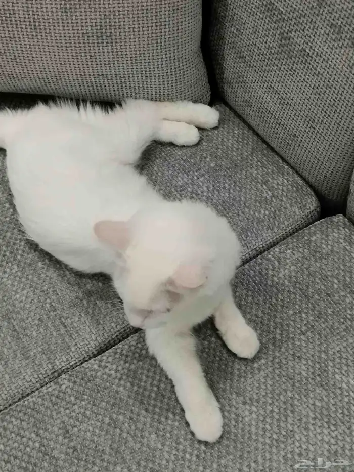 قطط شيرازي 2