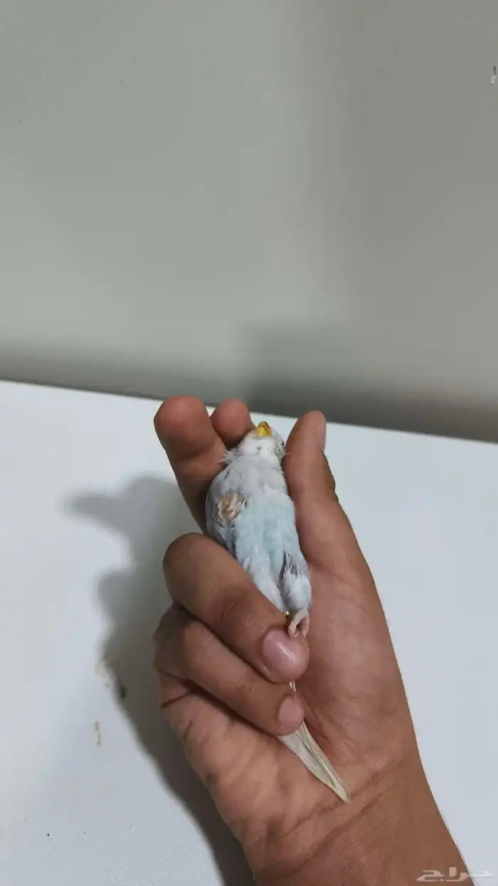 فرخ حب 2