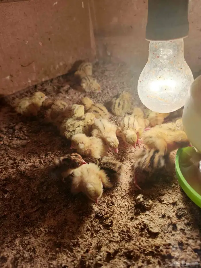 صوص سمان ب ريال للحبه عمر 5 ايام ل اسبوع 3