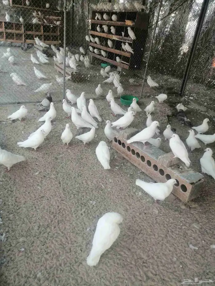 حمام فرنسى 0