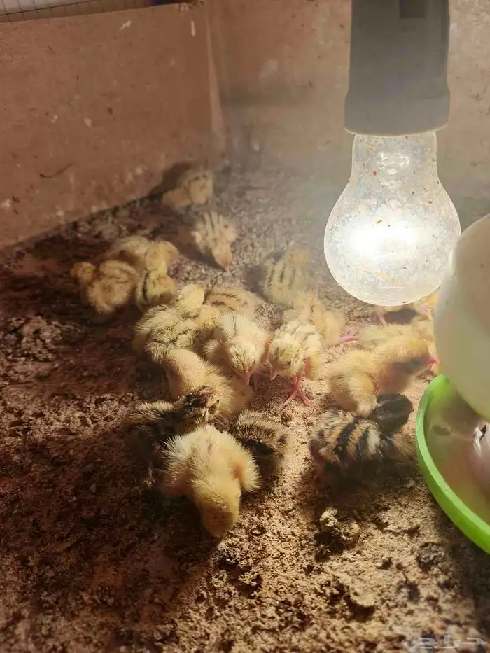 صوص سمان ب ريال للحبه عمر 5 ايام ل اسبوع 2