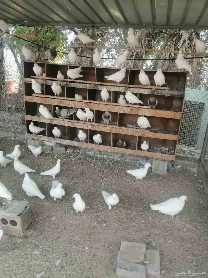 حمام فرنسى 2