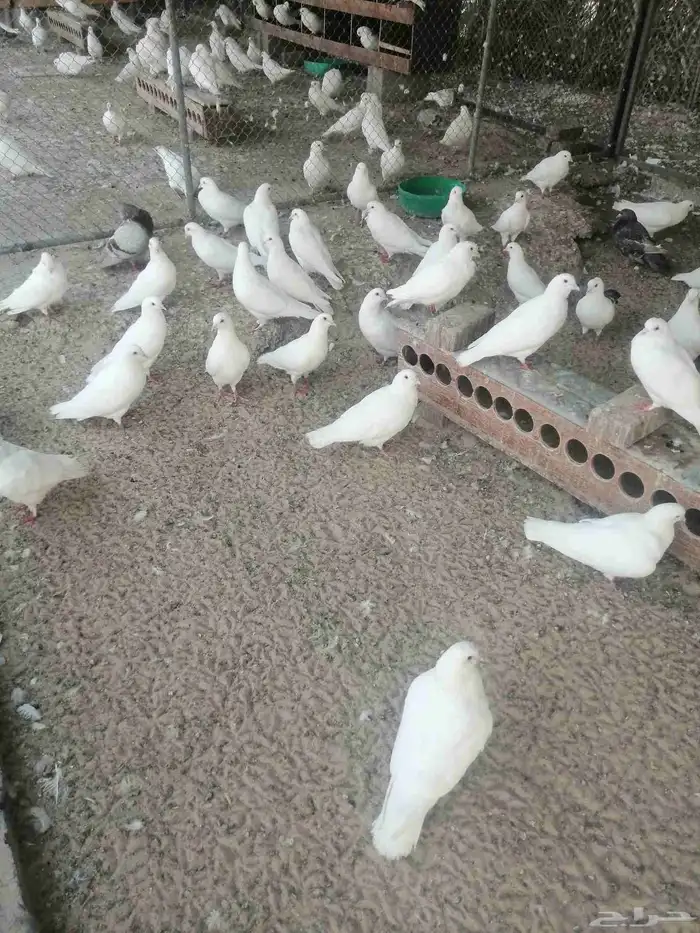 حمام فرنسى 1