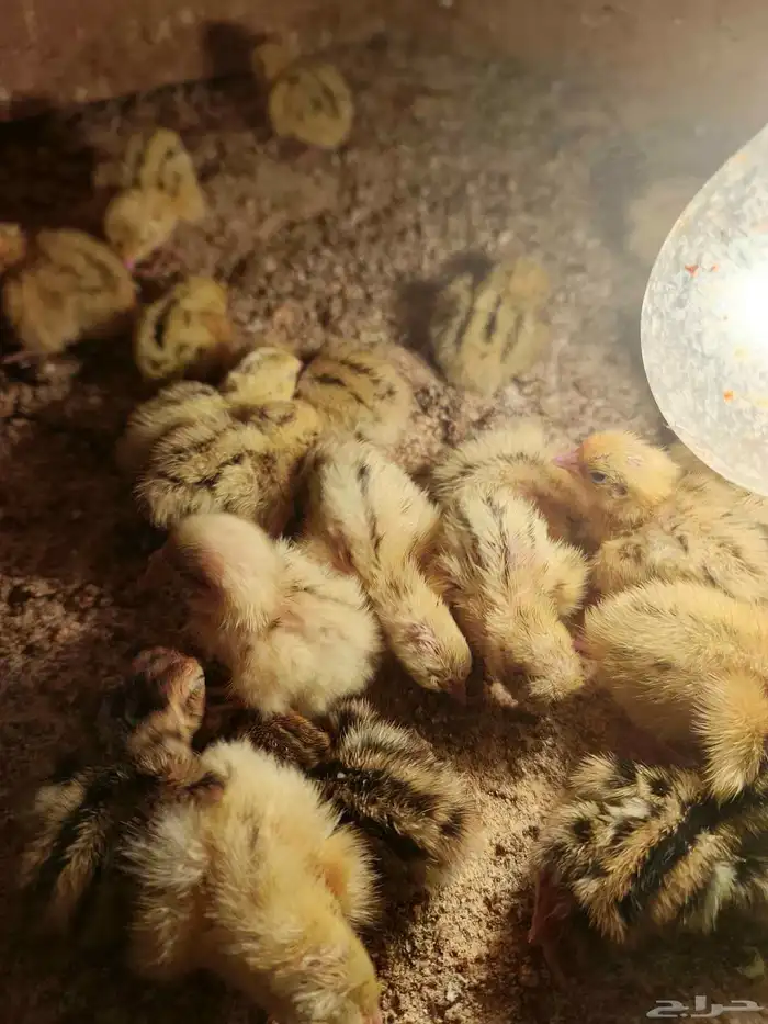 صوص سمان ب ريال للحبه عمر 5 ايام ل اسبوع 0