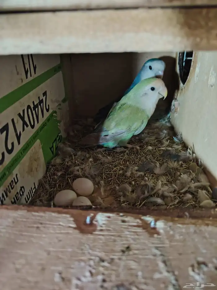 MASHALA LOVE BIRD PAIRS 0