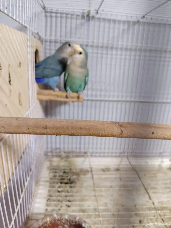 جوز روز منتج شرط و اثنين استاند اقفاص مقاس 601 1