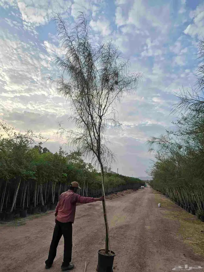 أشجار خشبيات 6