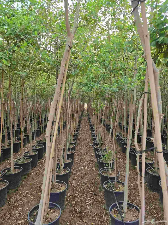 أشجار خشبيات 9