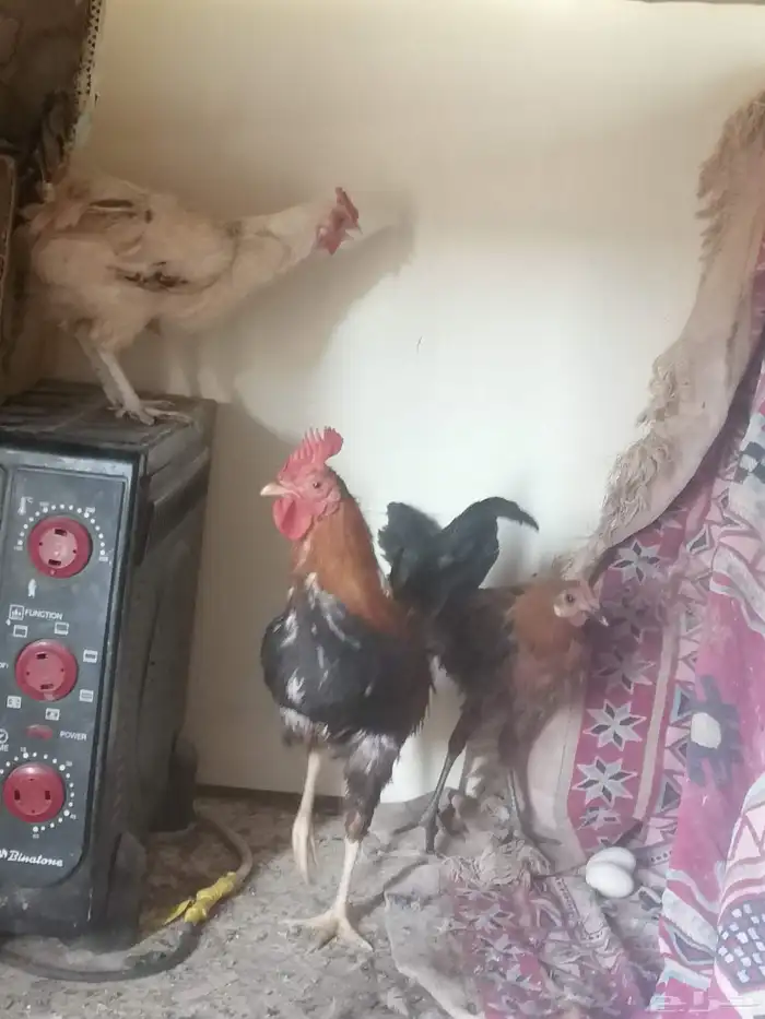 دجاج بياض نظيف وكويس اصمل يجي 0