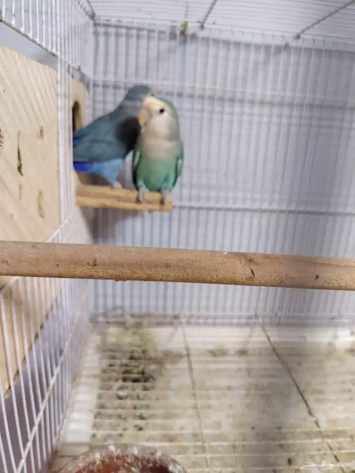 جوز روز منتج شرط و اثنين استاند اقفاص مقاس 601 2