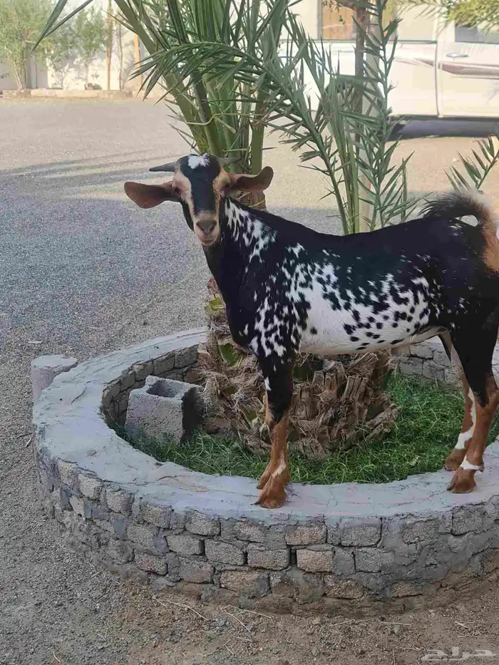 تيس بيشي امرخ مشروع فحل 0
