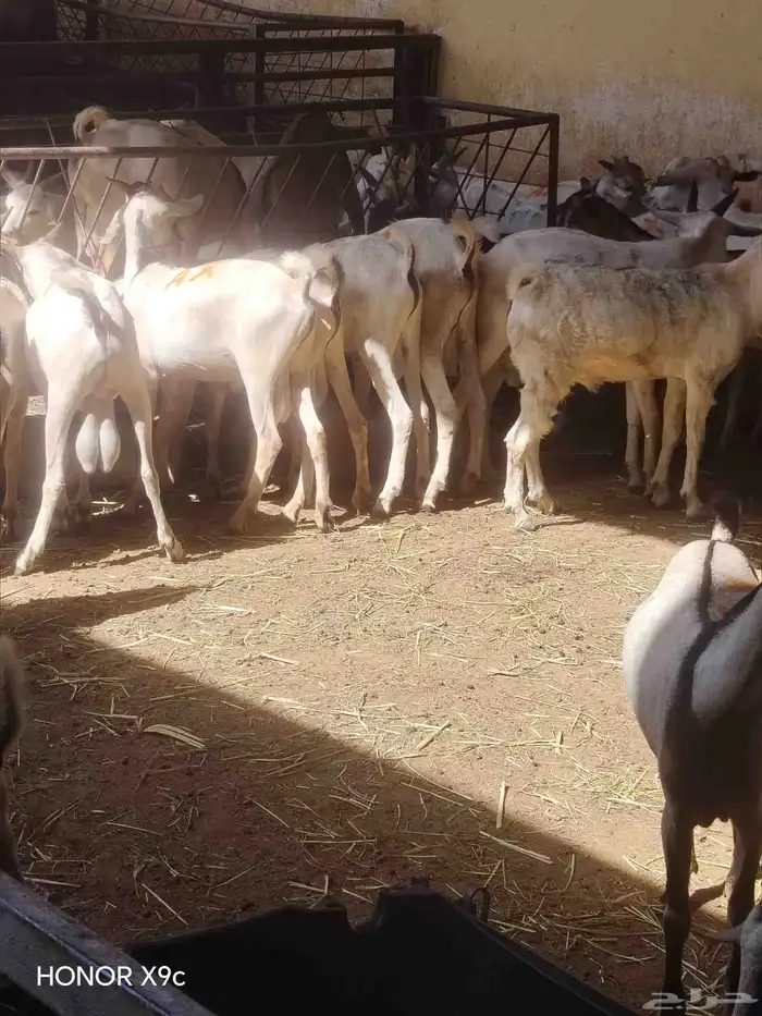 تيوس برابر العدد 100 0