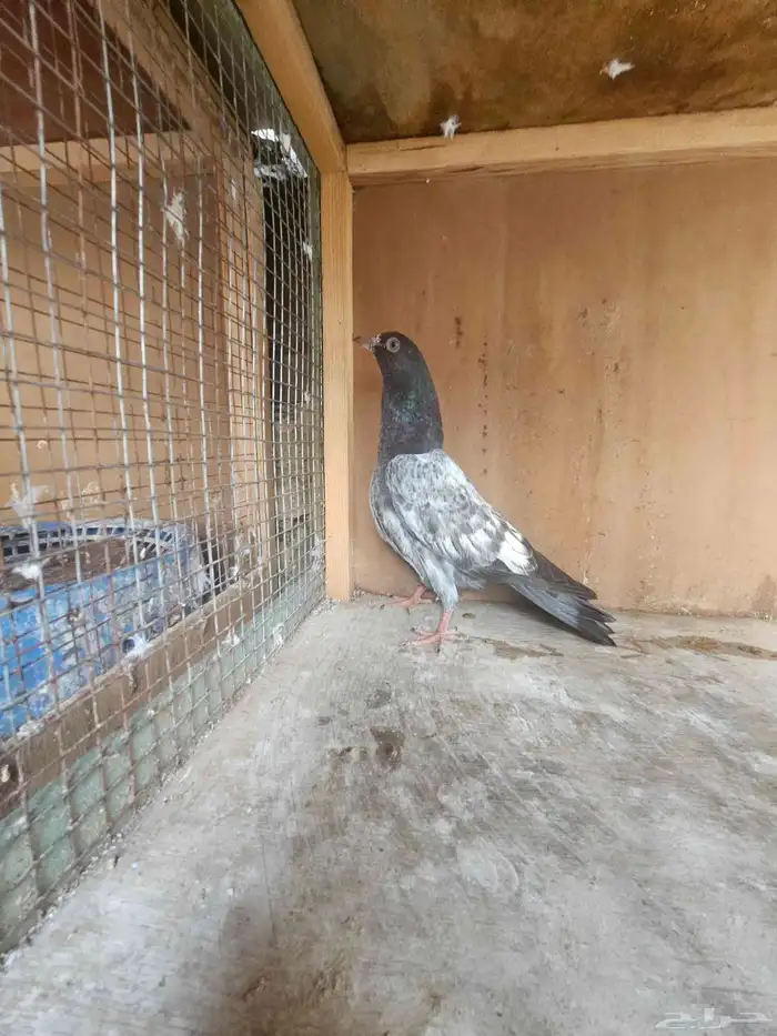 زوج حمام اساس 3