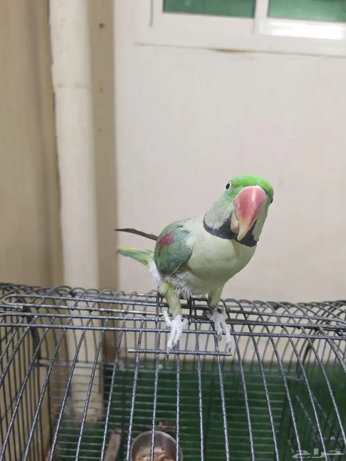 ببغاء دره نيبالي ذكر متكلم 2