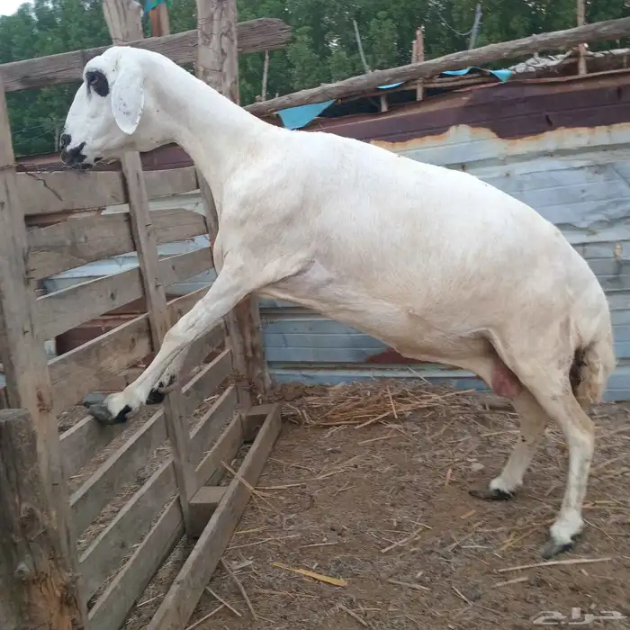 نعجة حري العمر واضح في الصوره للبيع 3