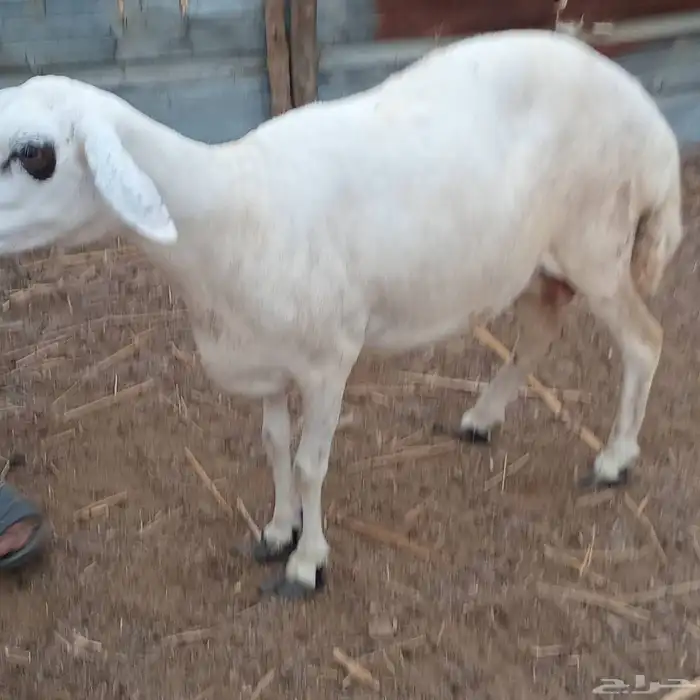 نعجة حري العمر واضح في الصوره للبيع 0