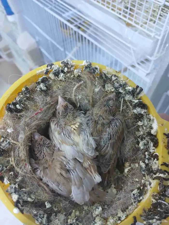 زوج كناري بفروخه ( تم البيع ) 2