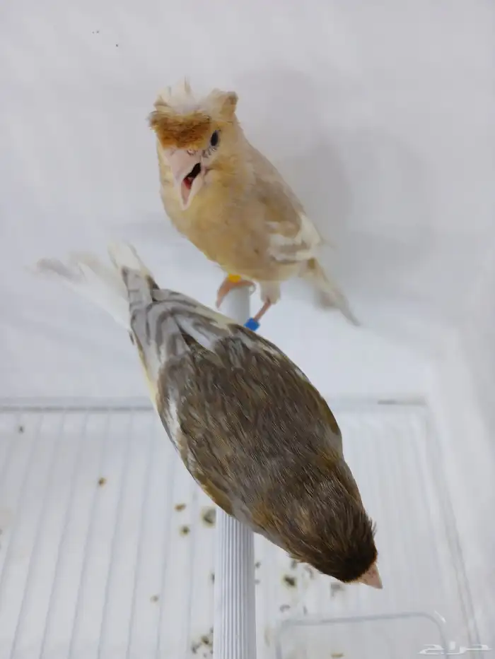 زوج كناري بفروخه ( تم البيع ) 1