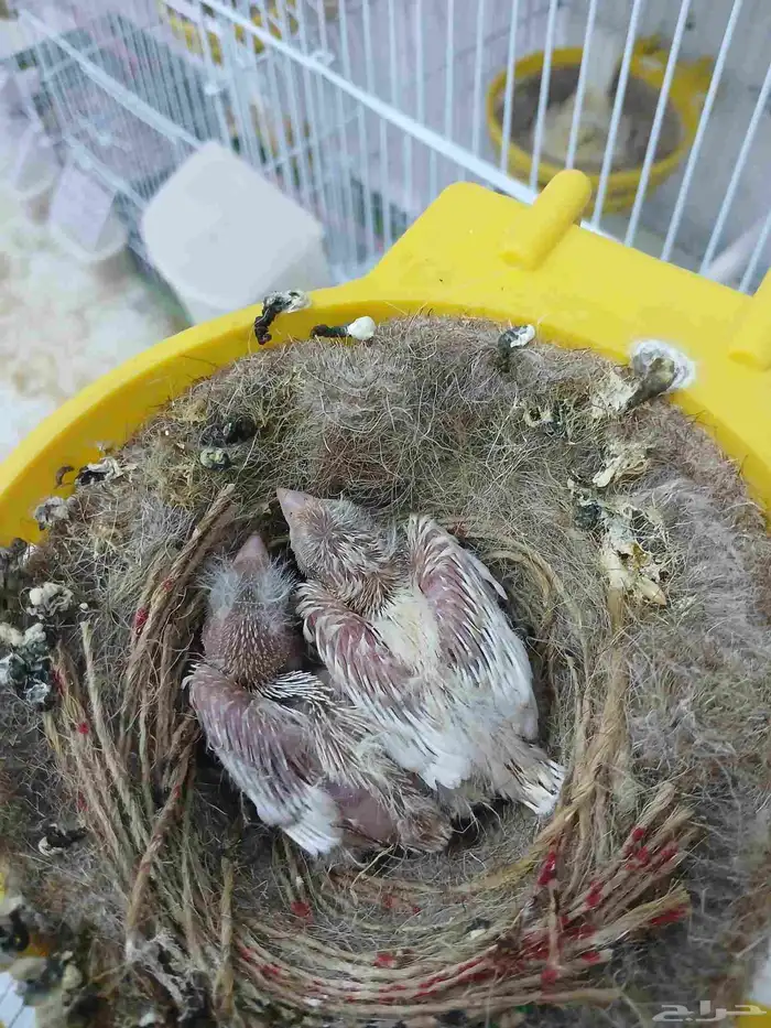 زوج كناري بفروخه ( تم البيع ) 2