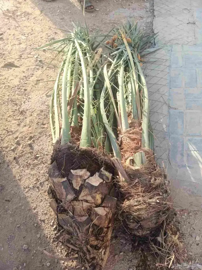 نخل فروخ للبيع 1