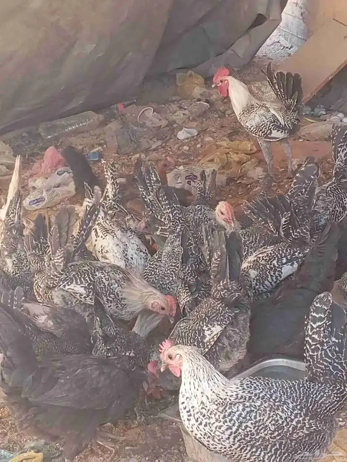 دجاج فيومي حوالي 40حبه صحه شرط 1