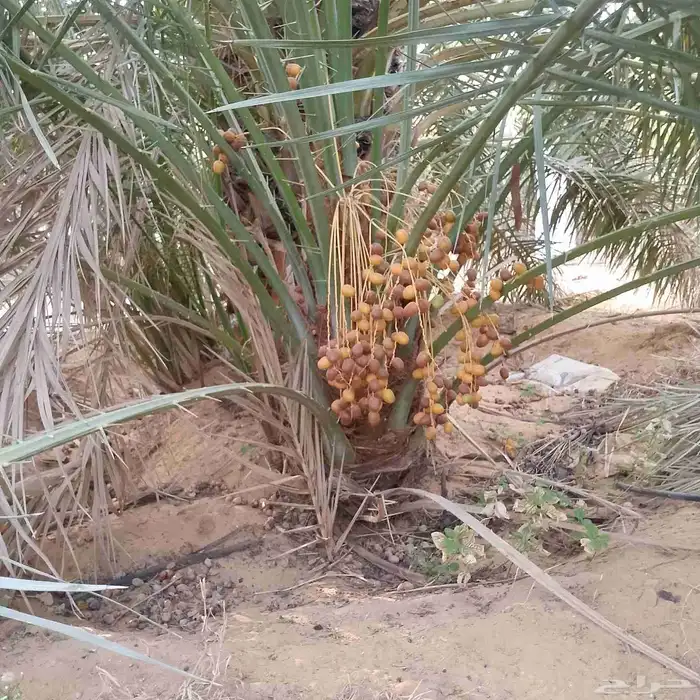 نخل نقايل وفسايل 2