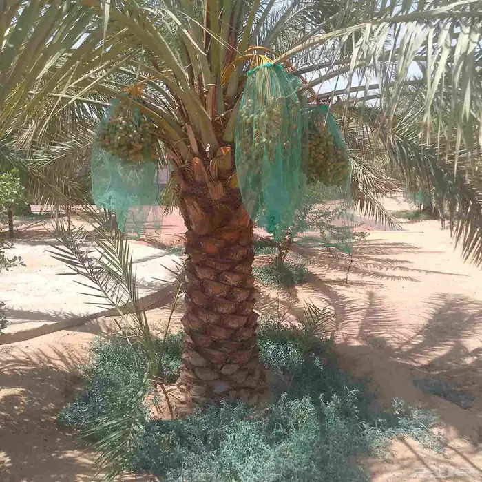 نخل نقايل وفسايل 0