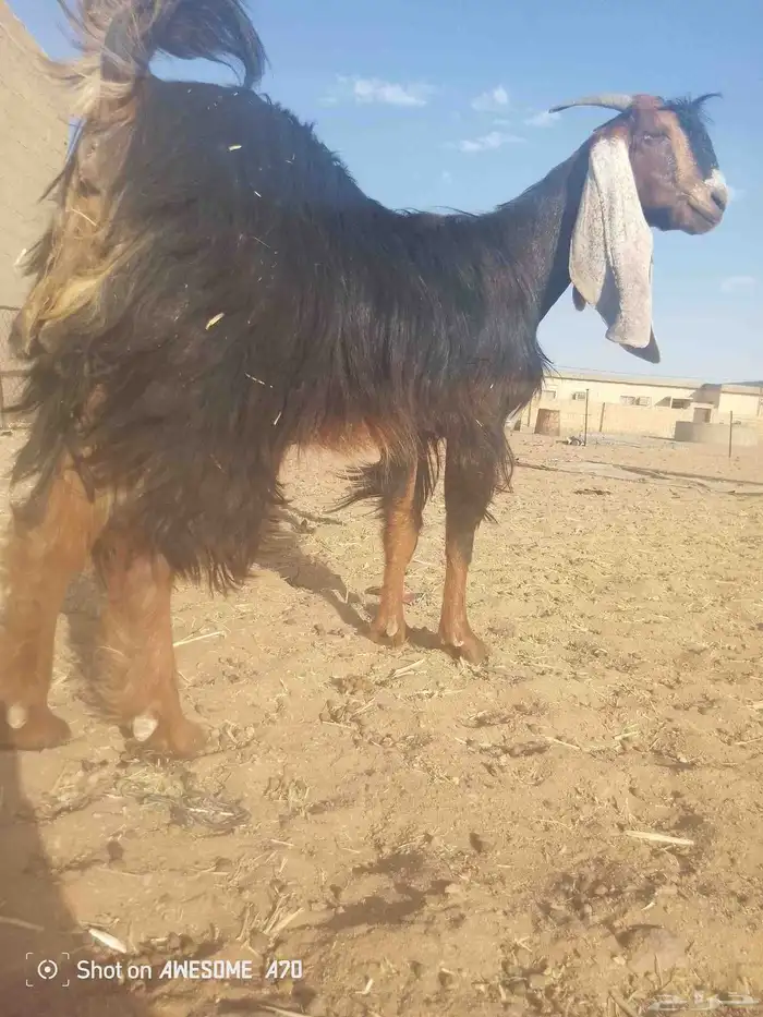عنز عارضيه معرفه 0