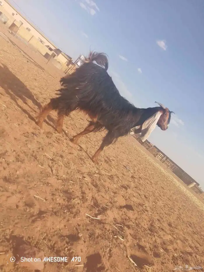 عنز عارضيه معرفه 2