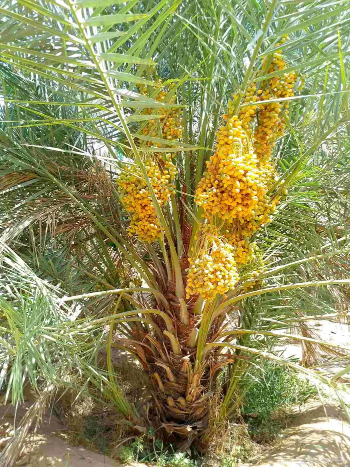 نخل للبيع خلاص صقعي منيفي هلالي سلج سكري 6