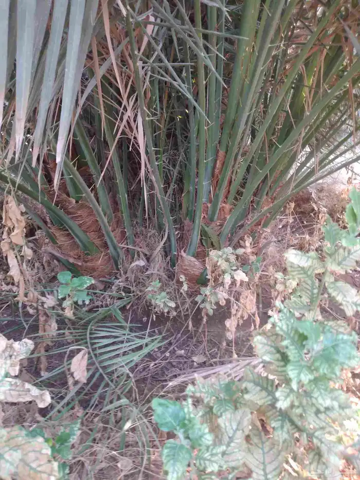 نخل فسايل وجثايث للبيع 1