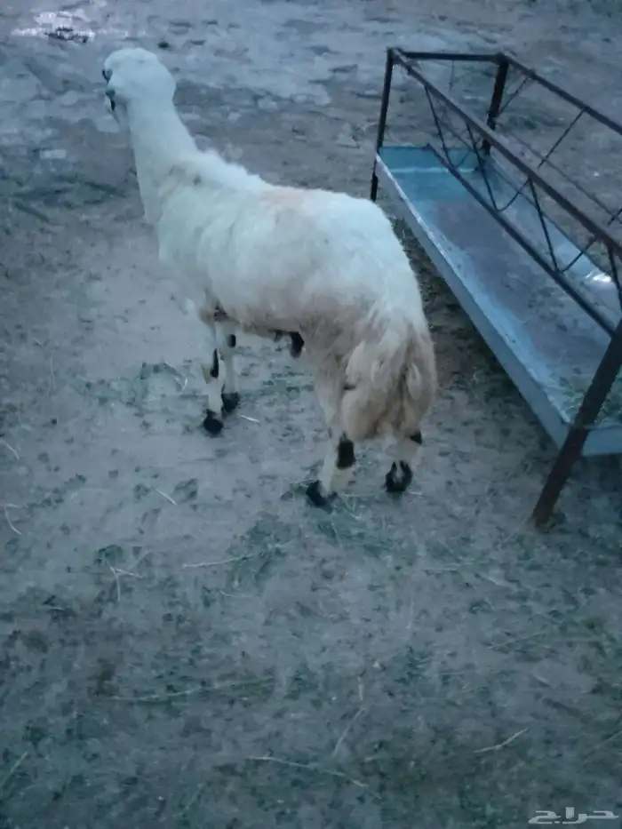 خروف السن جدع الموقع العيدابي 2