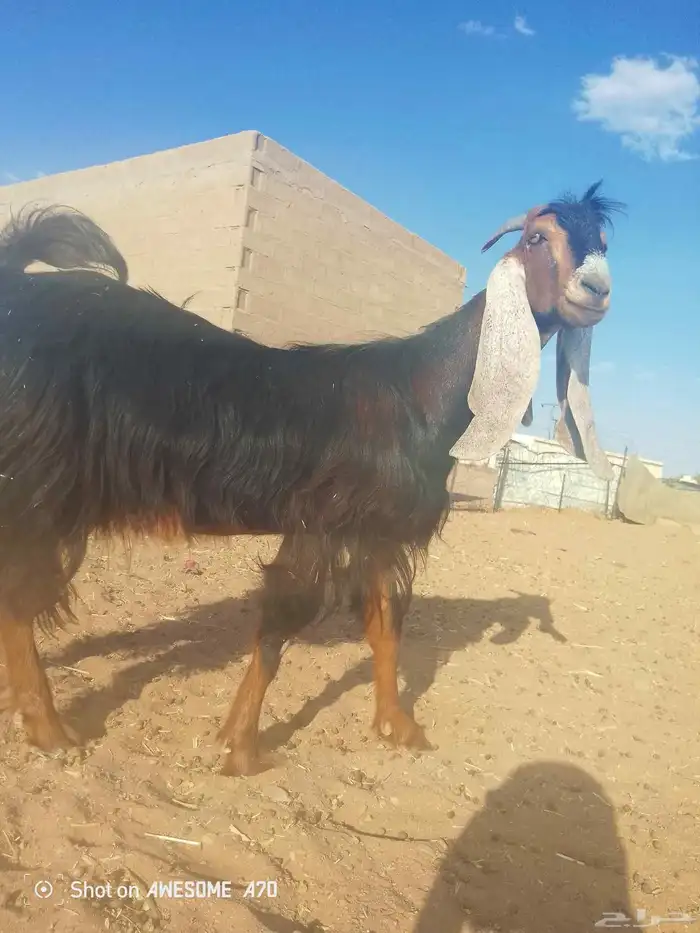 عنز عارضيه معرفه 4