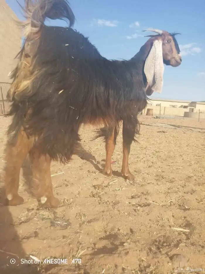 عنز عارضيه معرفه 1