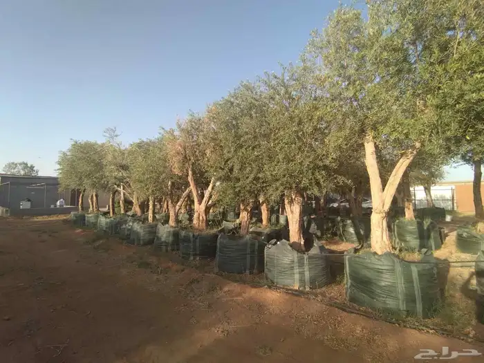مقاول توريدنخيل عربي وواشنطني وأشجار زيتون 9