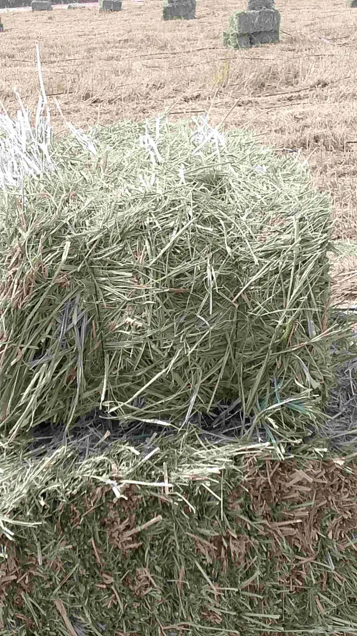 اعلاف خضراء بونبنك مقاس من82 الى85 بالصرار 1