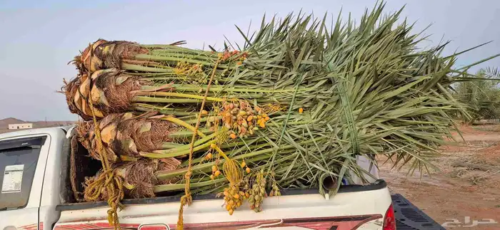 نخل اللبيع في الرياض 1