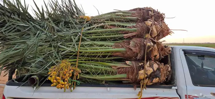 نخل اللبيع في الرياض 2