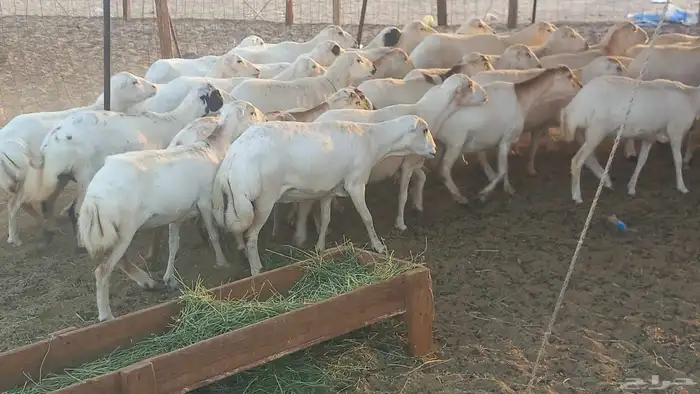 بسم الله أعرض لكم غنم دفيع ومضاريع العدد 40 0