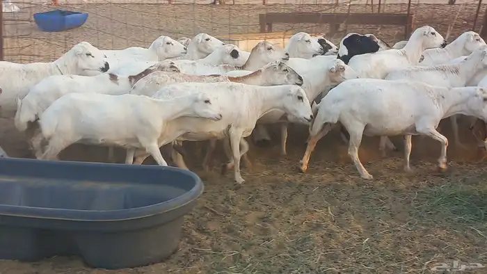 بسم الله أعرض لكم غنم دفيع ومضاريع العدد 40 4