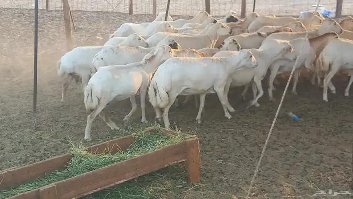 بسم الله أعرض لكم غنم دفيع ومضاريع العدد 40 1