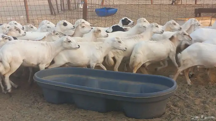 بسم الله أعرض لكم غنم دفيع ومضاريع العدد 40 5