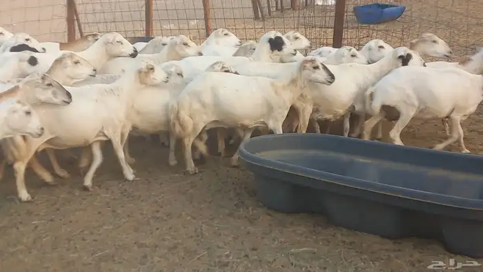 بسم الله أعرض لكم غنم دفيع ومضاريع العدد 40 6