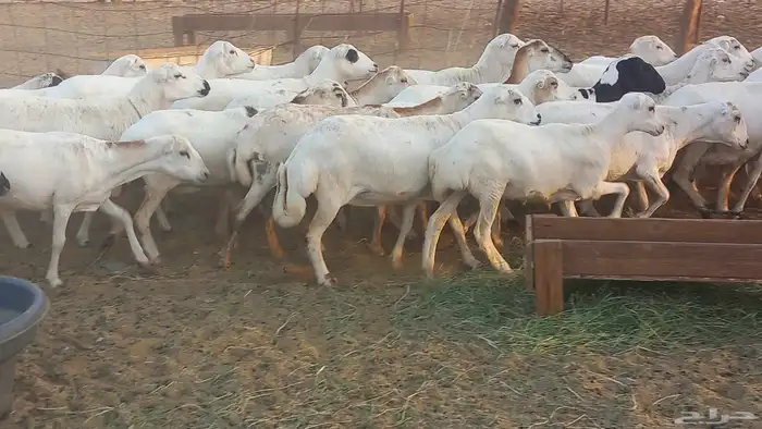 بسم الله أعرض لكم غنم دفيع ومضاريع العدد 40 3